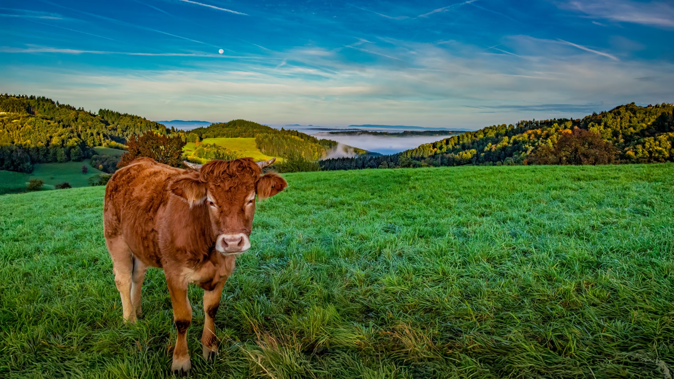 Morgenstimmung im Schwarzwald: Kuh auf der Weide mit Nebelmeer u