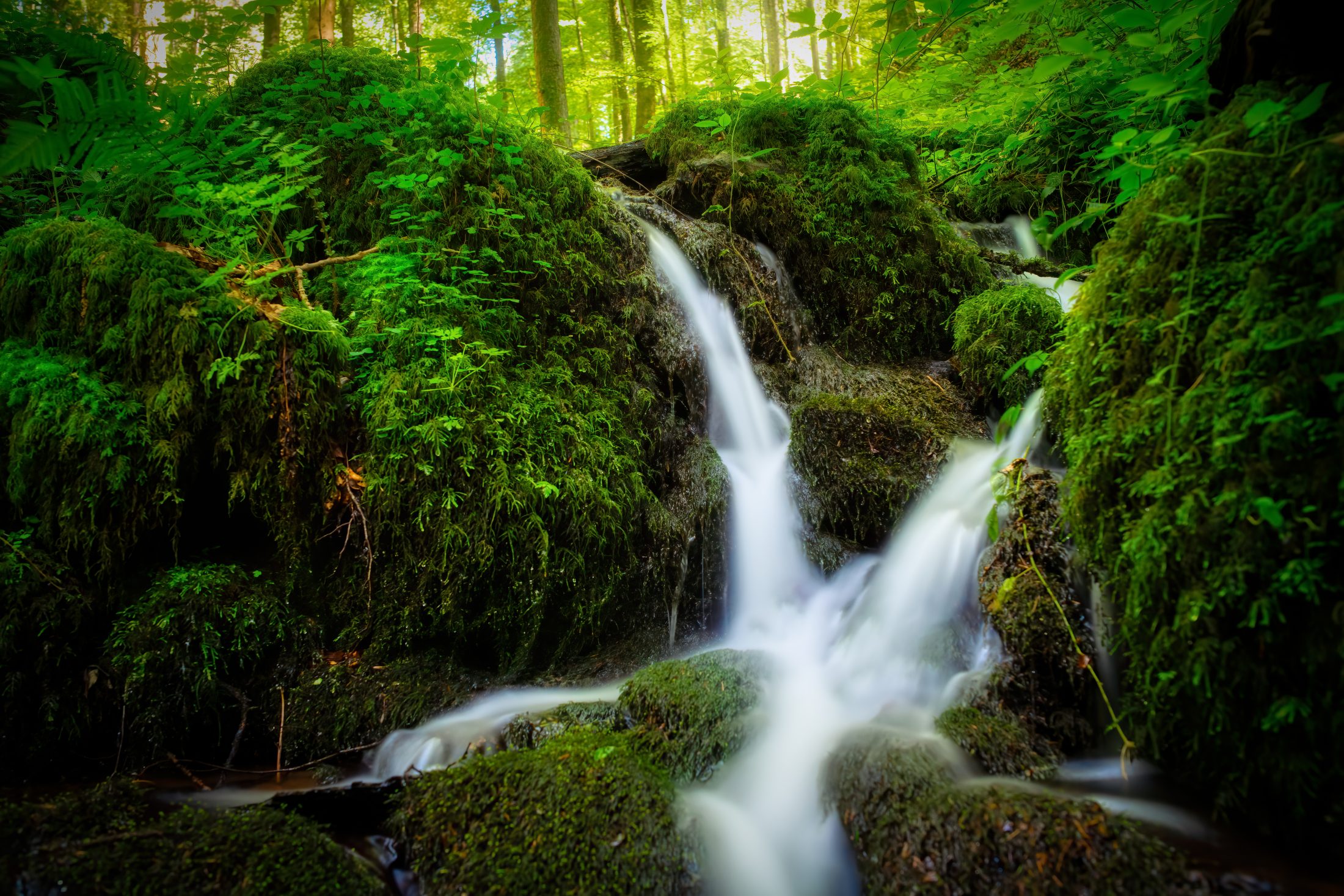 Mossy Cascade in the Black Forest