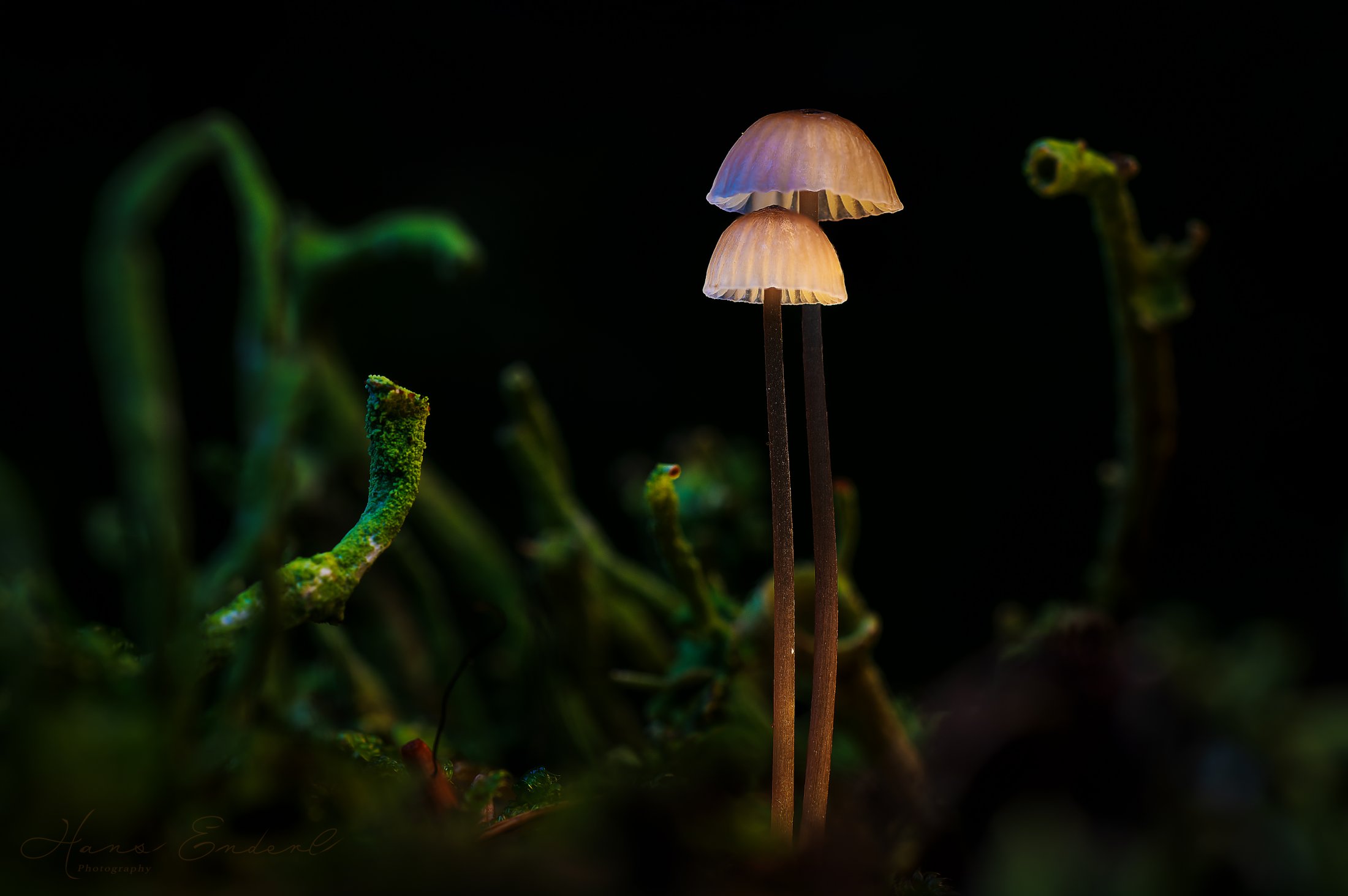 Mushroom Close-up-1