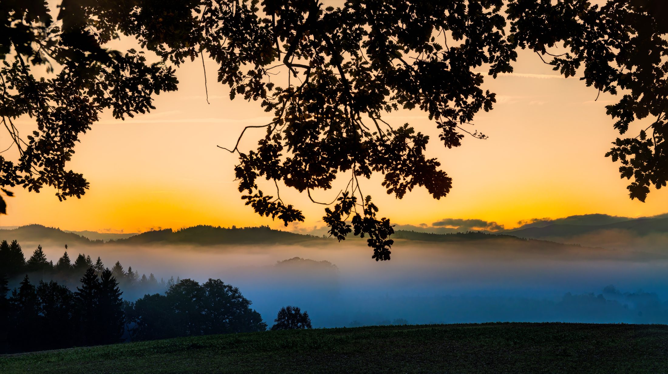 Nebelmeer im Herbstwald bei Sonnenaufgang