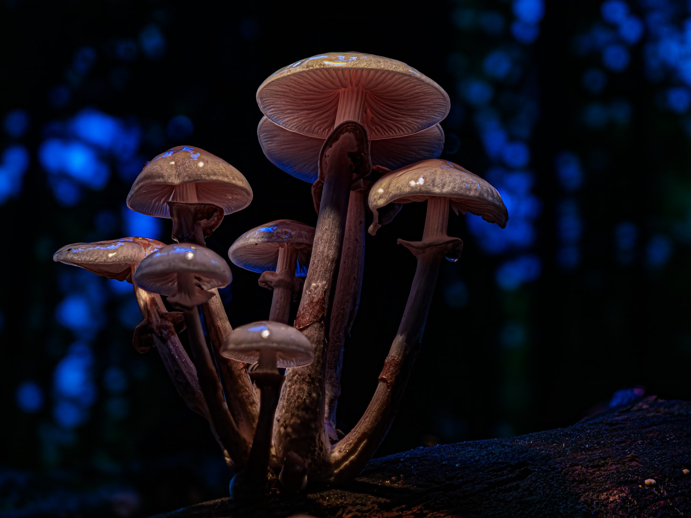 Porzellanschwindlinge im nächtlichen Wald