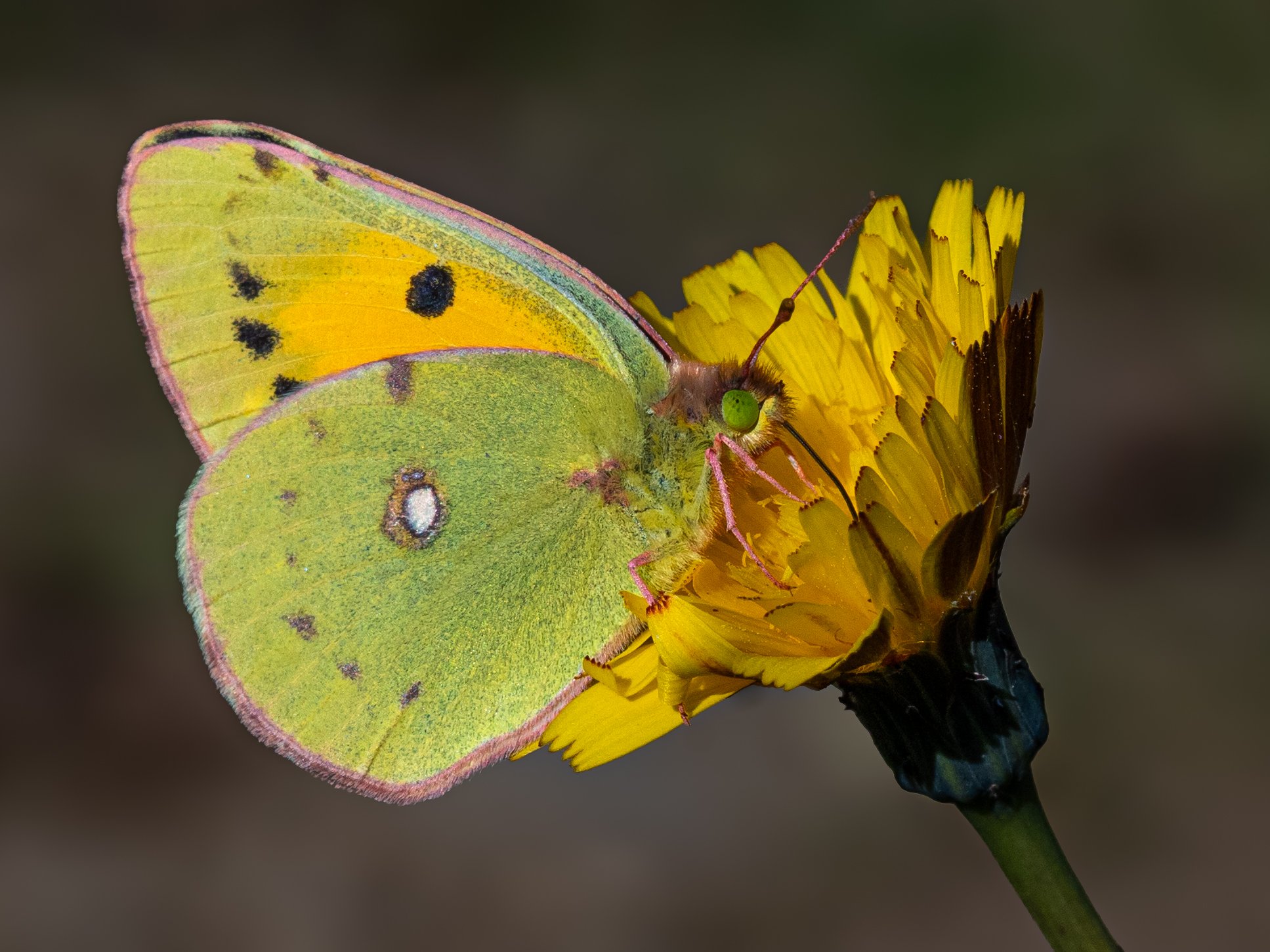 Postillon (Colias croceus) an gelber Blüte – Makro | © Hans