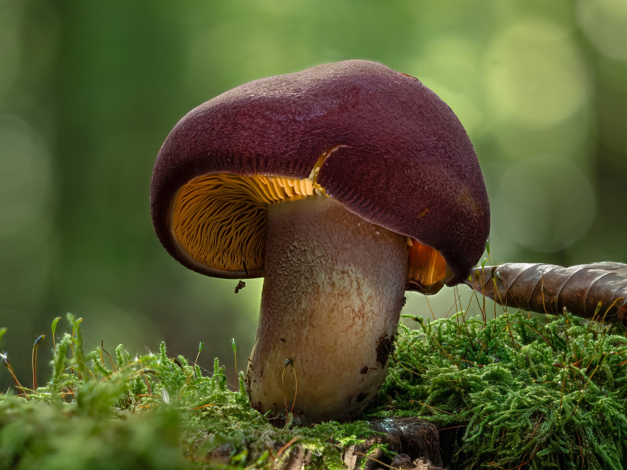Reddish Knight Mushroom on Moss in the Forest