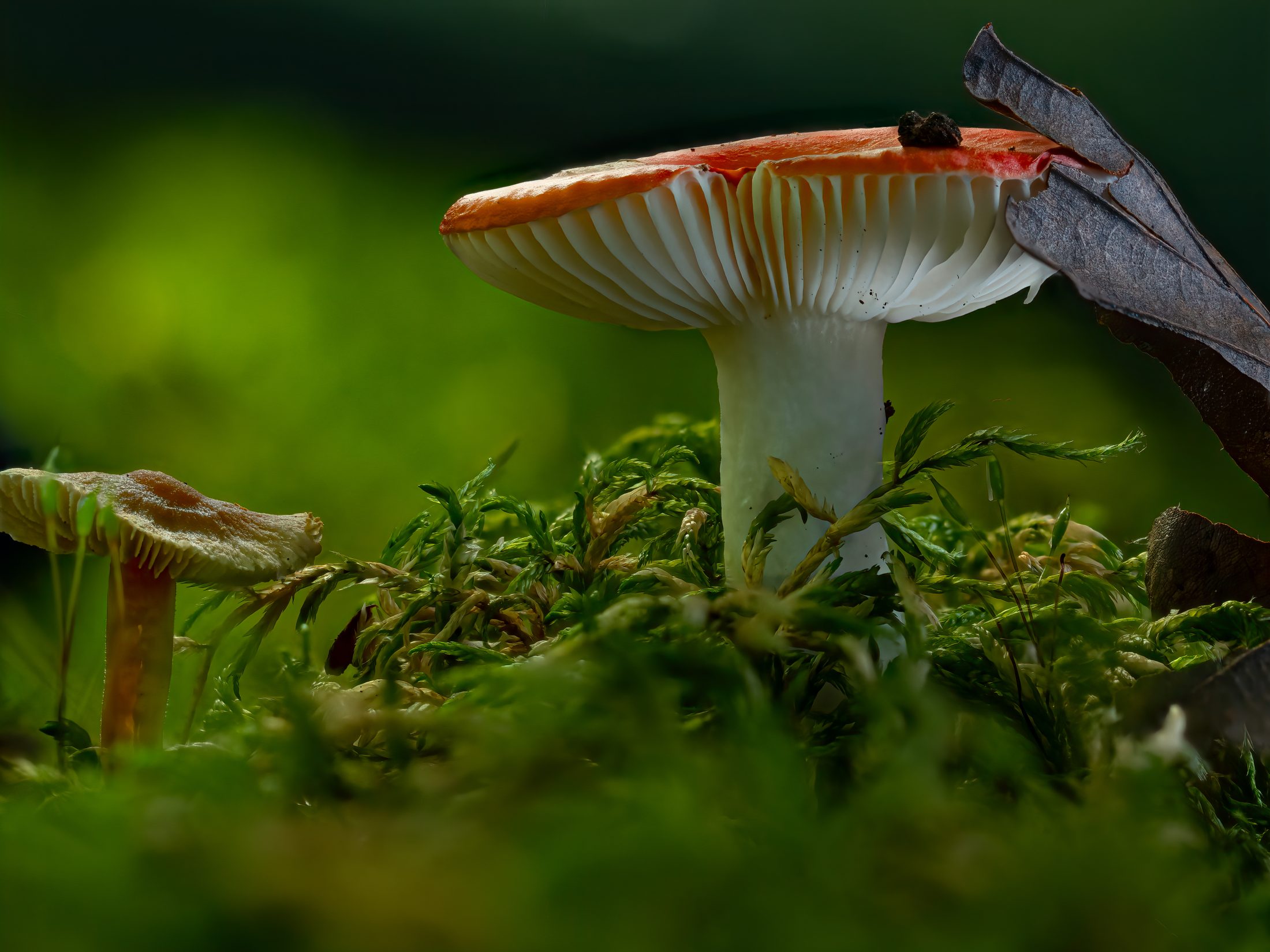 Reddish Knight Mushroom