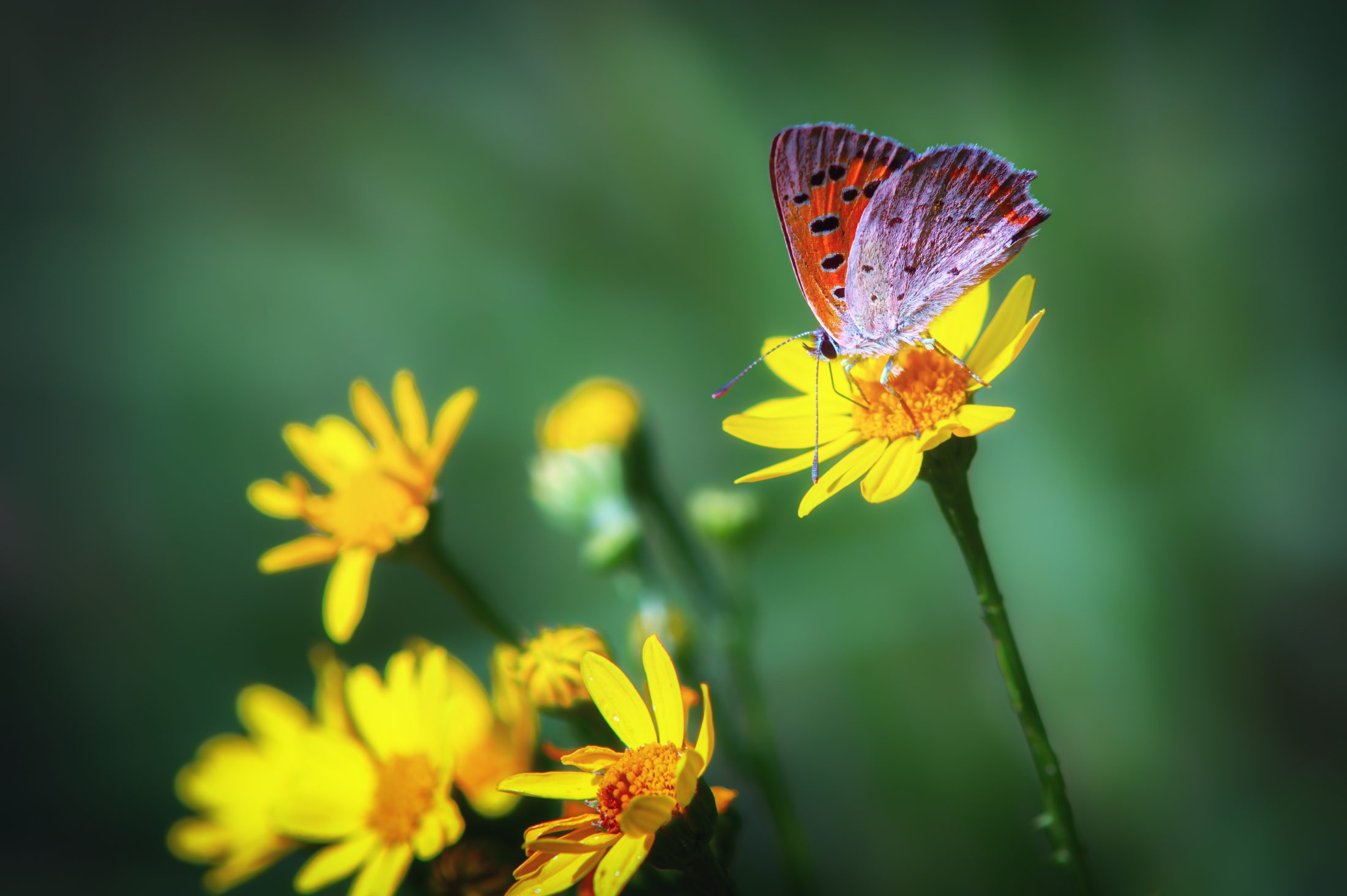 Small Copper butterfly on Ragwort flowers