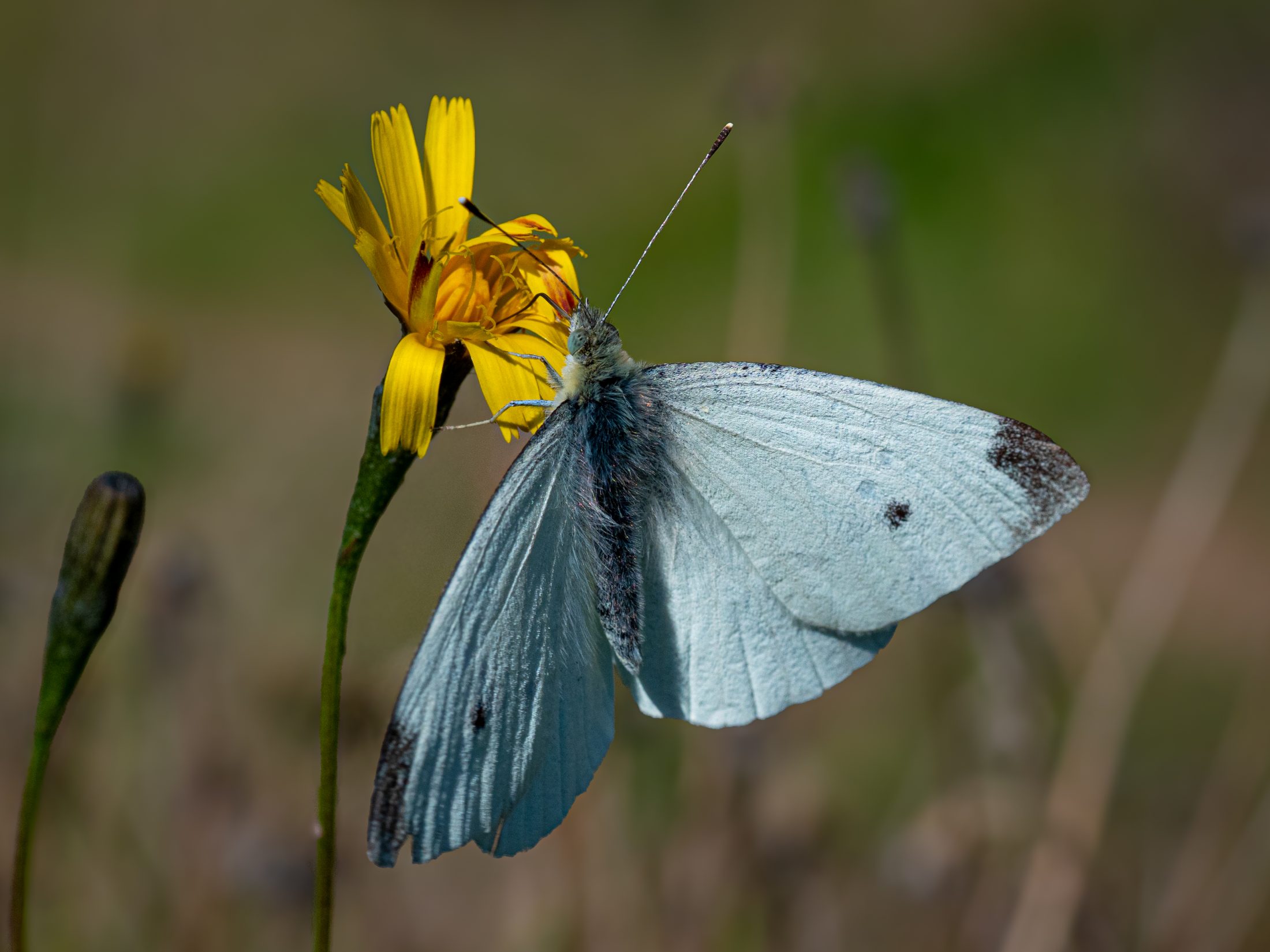Small White Butterfly on Yellow Flower