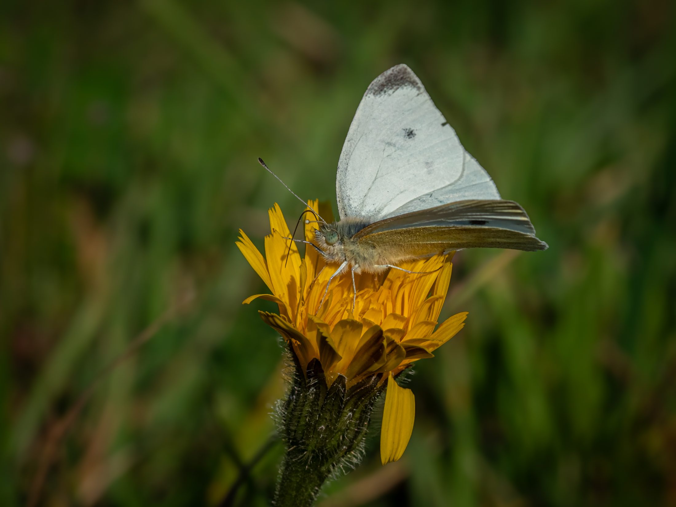 Small White on hawkweed blossom