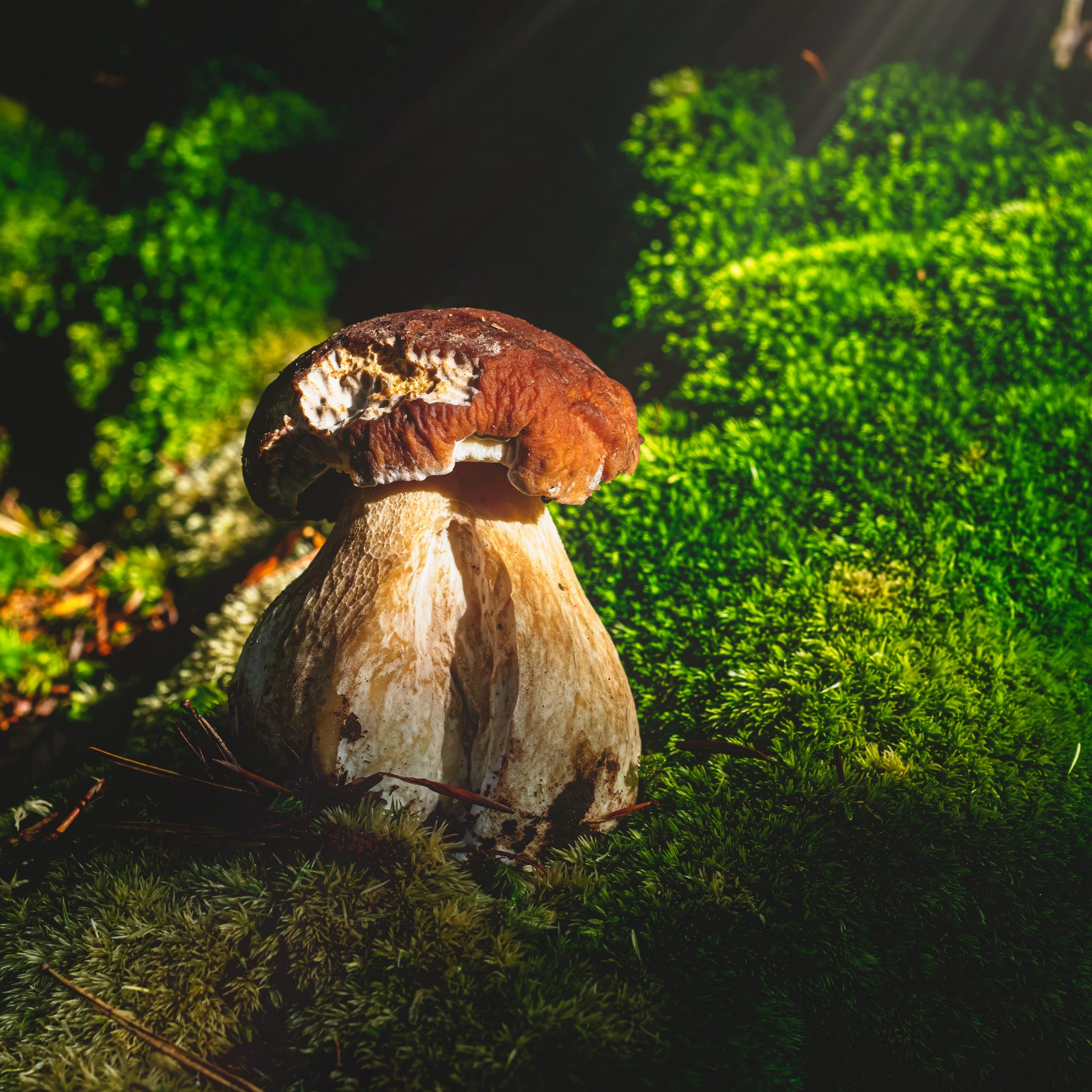 Steinpilz im goldenen Herbstlicht