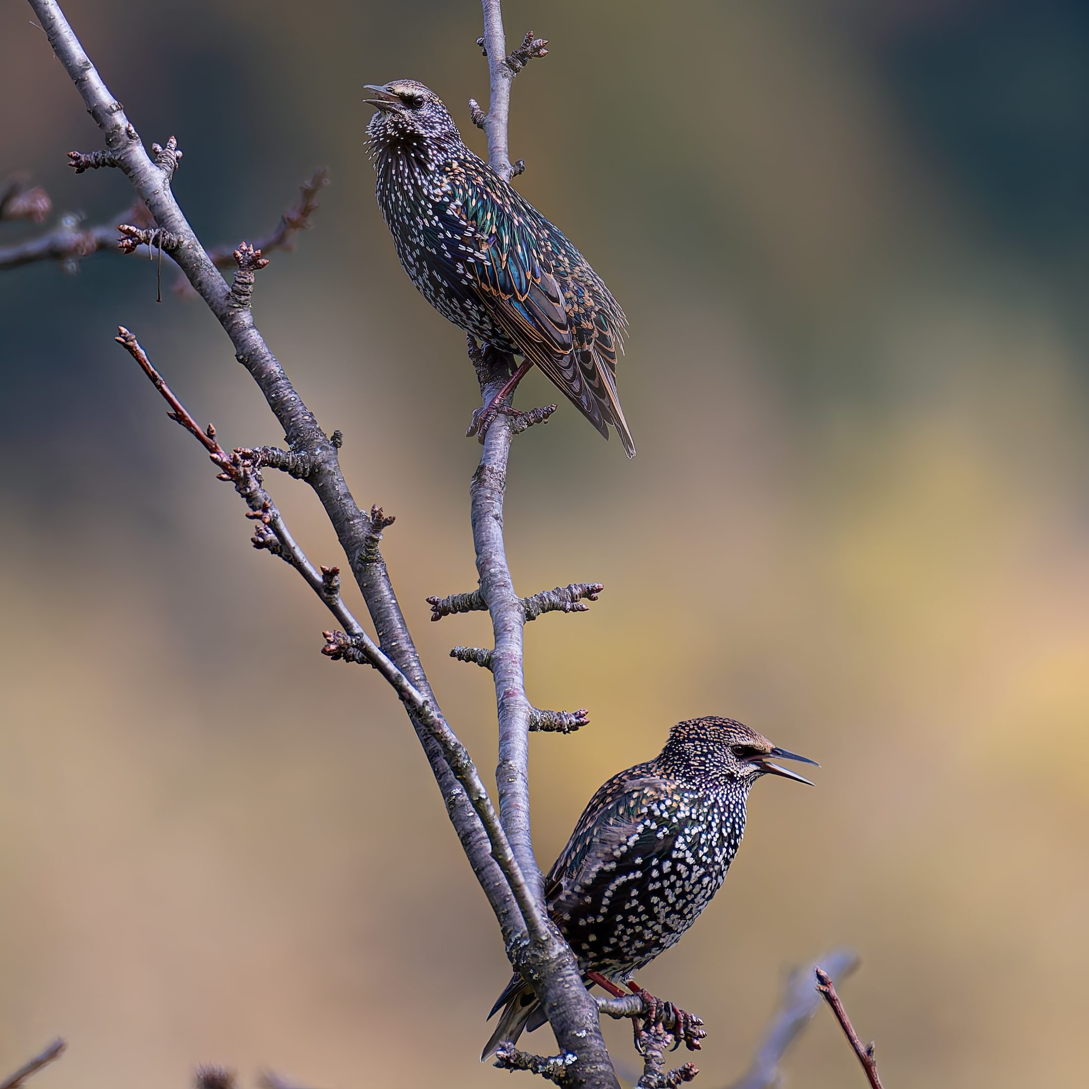Two European starlings on autumn garden branches