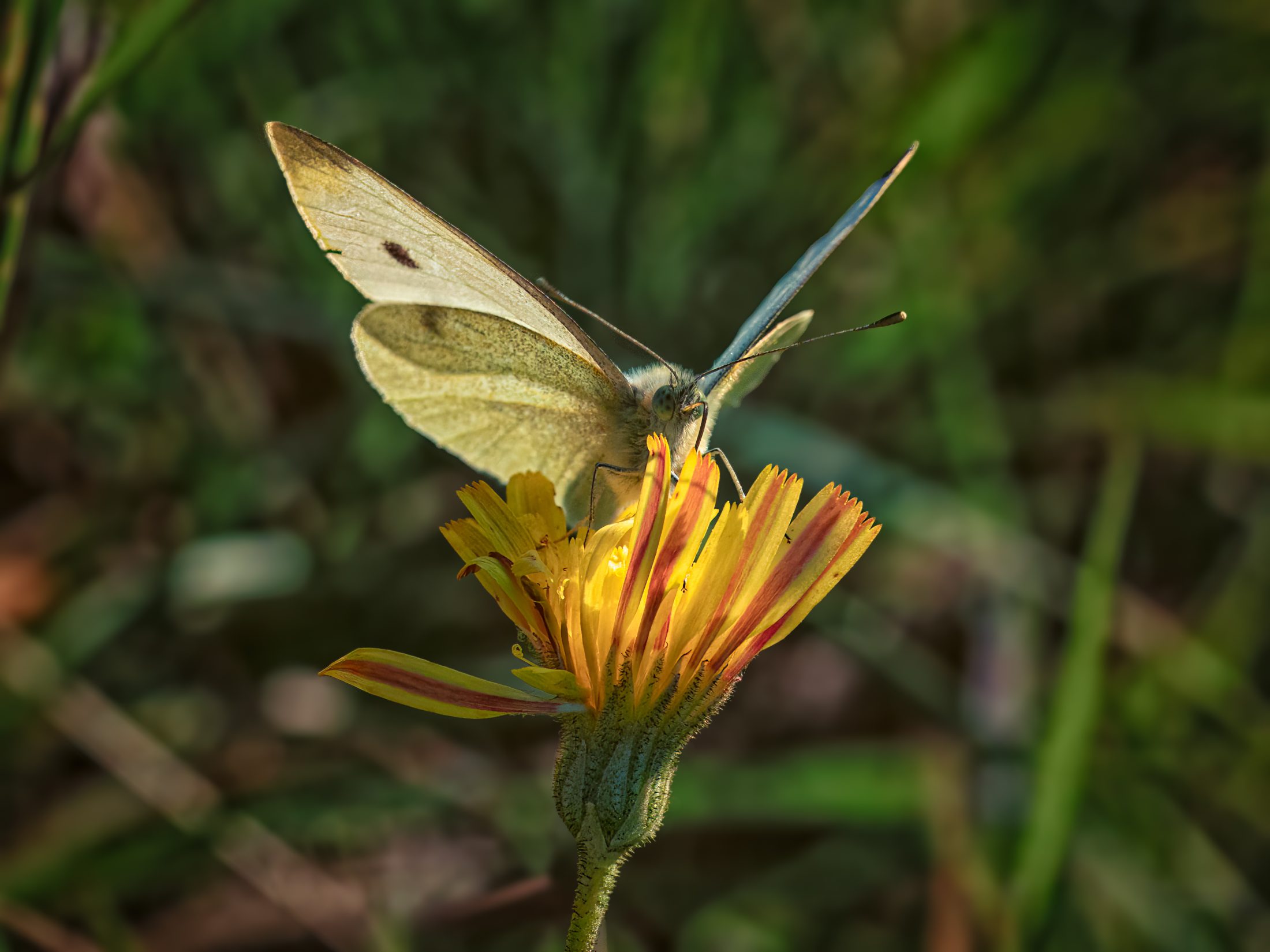 White Butterfly on Striped Yellow Flower