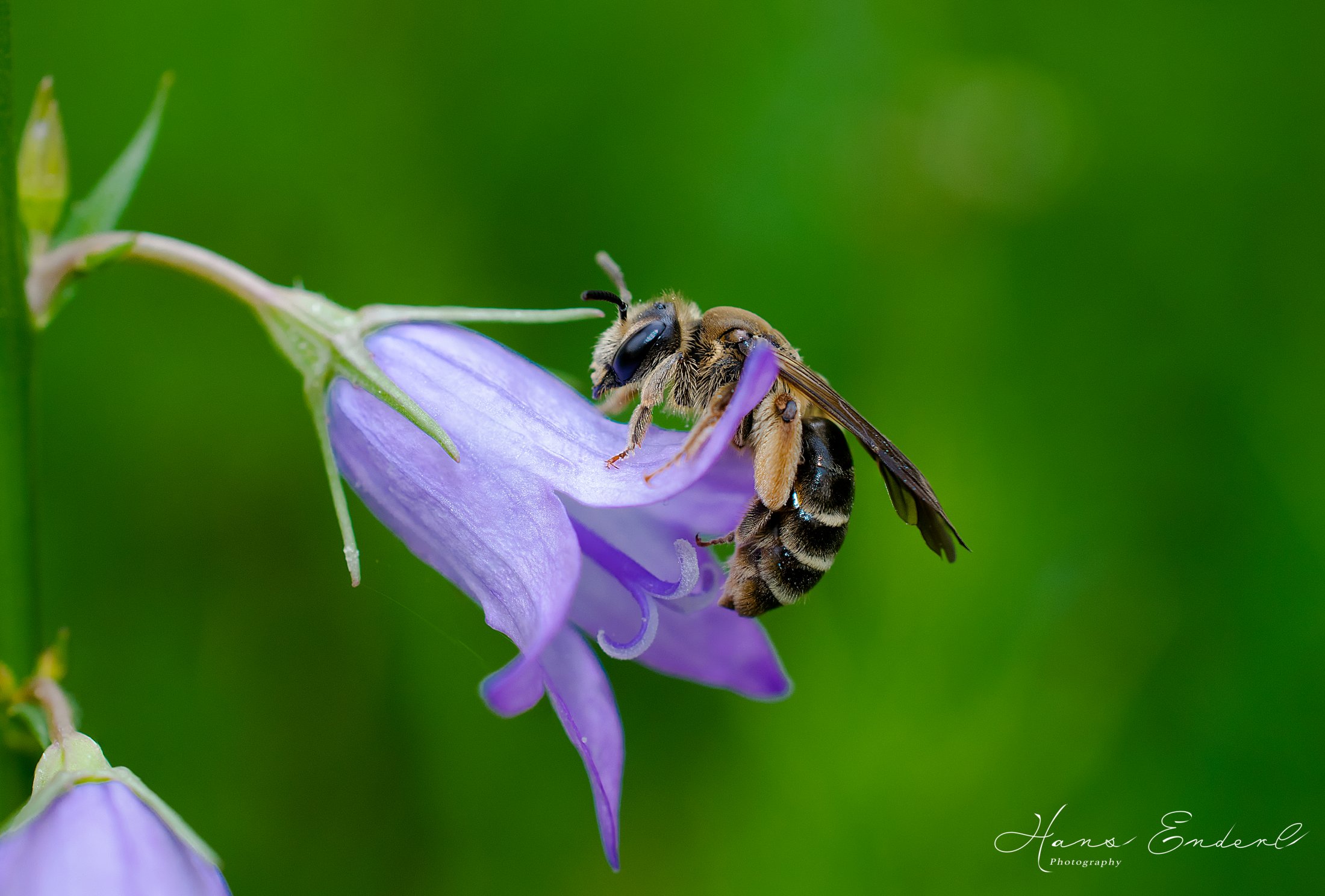 Wildbiene klettert aus der Glockenblume