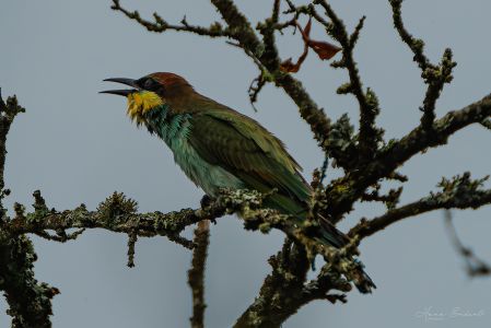 Bee Eater-1