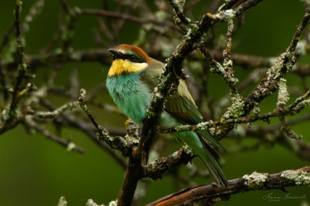Bee Eater-12