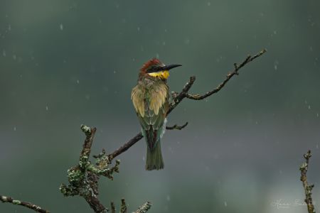 Bee Eater-2