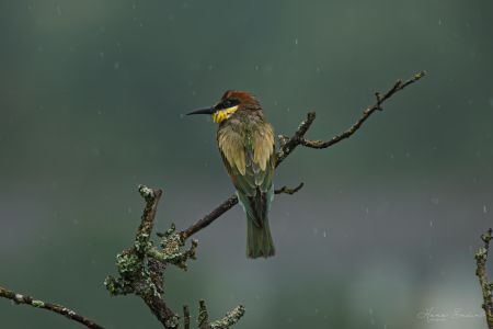 Bee Eater-5