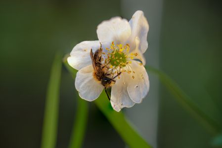 Bee In Wood Anemone-1