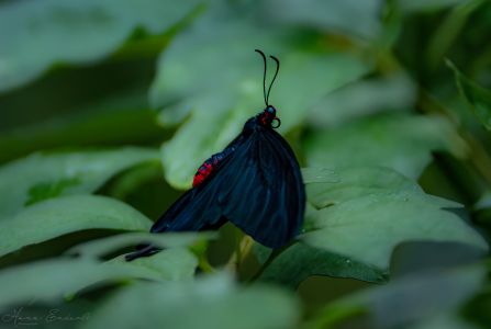 Butterfly Black-1