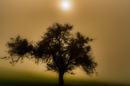 Herbst Nebel-2