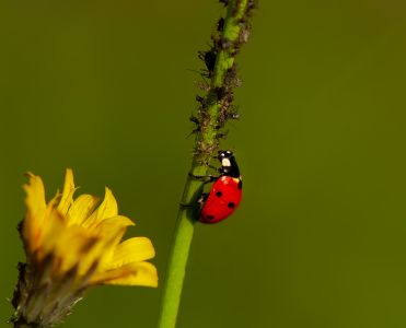 Ladybug-1