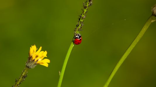 Ladybug-4