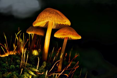 Magic Mushrooms-1
