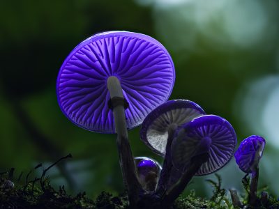 Porcelain mushrooms glowing blue under UV in the beech forest