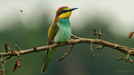 Young Bee-eater-2